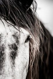 Pferd in „Intimer Blick“ Kraft und Sanftheit von Femke Ketelaar