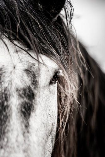 Paard in Intieme Blik Kracht en Zachtheid