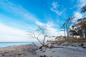 Bomen op de westrand op Fischland-Darß