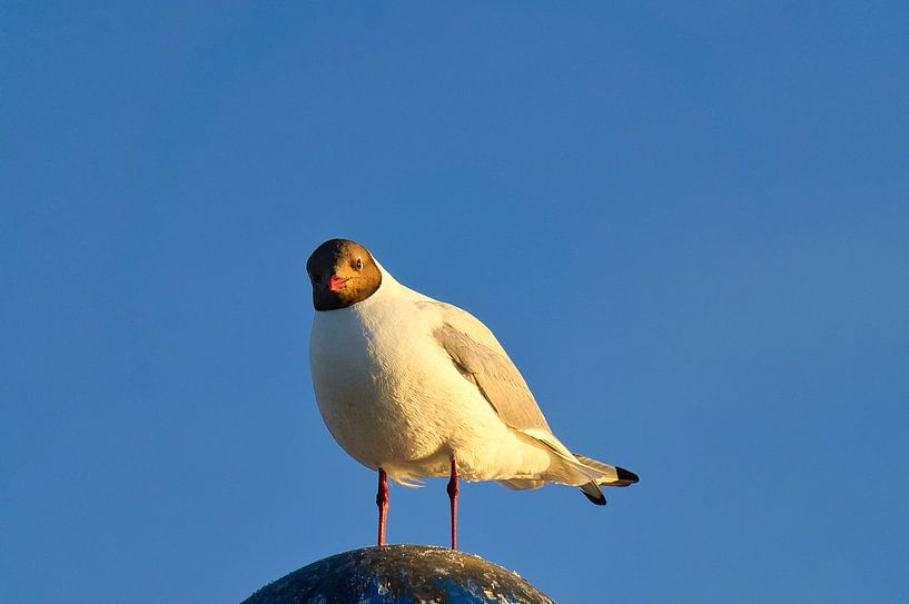 Meeuwen op een krib aan de Oostzee. van Martin Köbsch