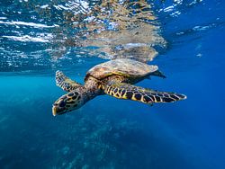 tortue de mer au soleil
