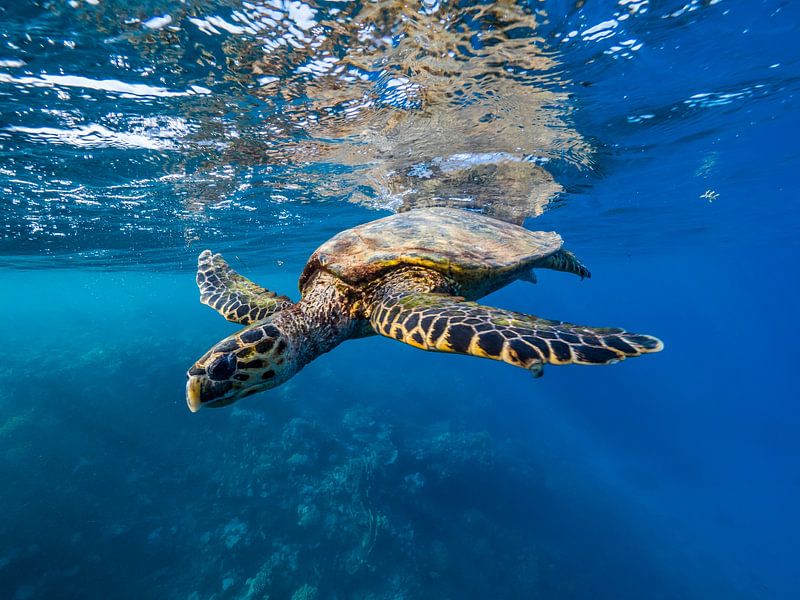 zeeschildpad in de zon van thomas van puymbroeck