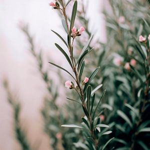 Blooming Rosemary von Treechild