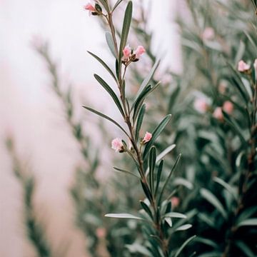 Rosemary en fleurs sur Treechild