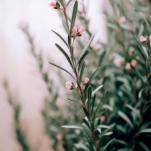 Rosemary en fleurs