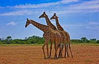 Three graces of the savannah - giraffes in Etosha National Park