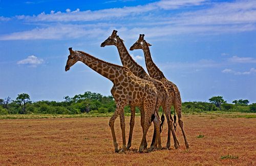 Les trois grâces de la savane - les girafes du parc national d'Etosha
