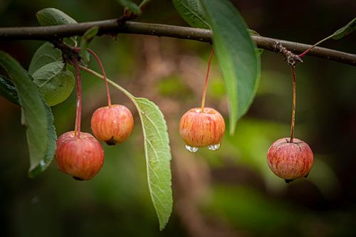 Wild apples by marco de Jonge