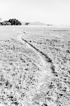 Elefantenspur in schwarz-weiß | Naturfotografie Landschaft Afrika