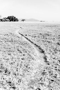 Olifantenpaadje in zwart wit | Natuurfotografie Landschap Afrika van Monique Tekstra-van Lochem