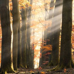 Lumières d'automne