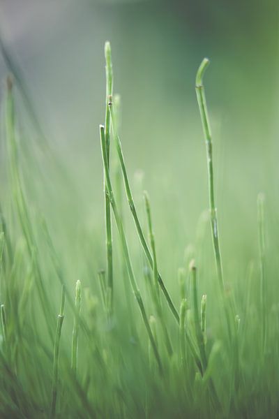 Gras von Robert Wiggers