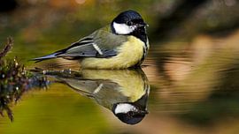 Portret van een badderende koolmees van Sabrina de Vries