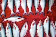 White fish on a red background in pattern by Steven World Traveller thumbnail