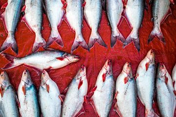 Witte vissen op een rode achtergrond in patroon van Steven World Traveller