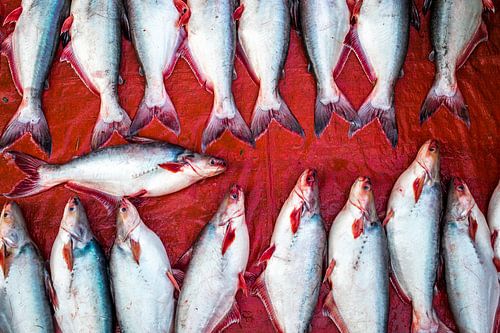 White fish on a red background in pattern by Steven World Traveller