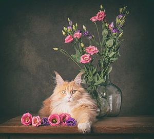 Creme maine coon und seine schönen Blumen