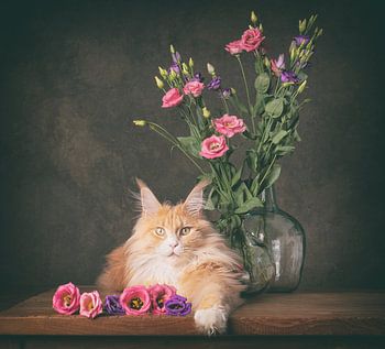 Creme maine coon en zijn prachtige bloemen