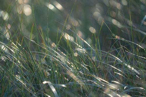 Zonnig Helmgras van BekijkhetmetWim