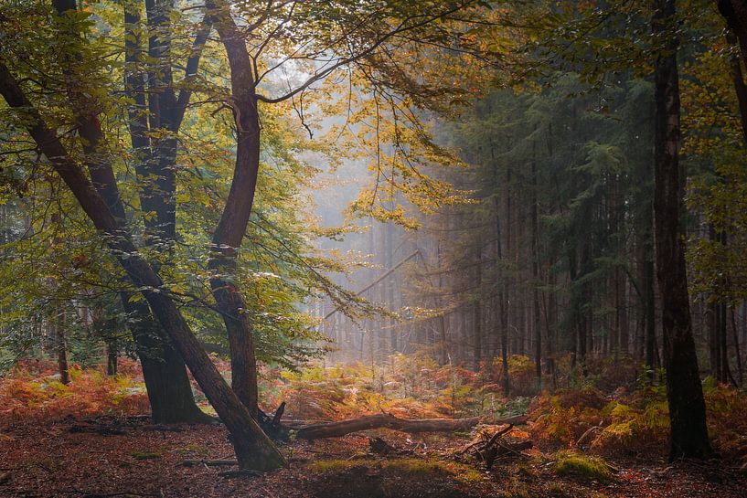Mistig  ochtenddageraad in dromerige bos van Fotografiecor .nl