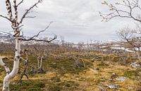 Norvège - Paysage