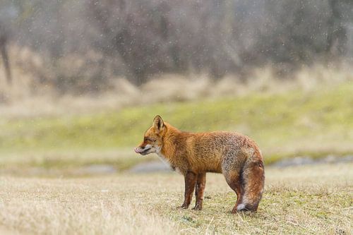 Fox licks first snowflakes