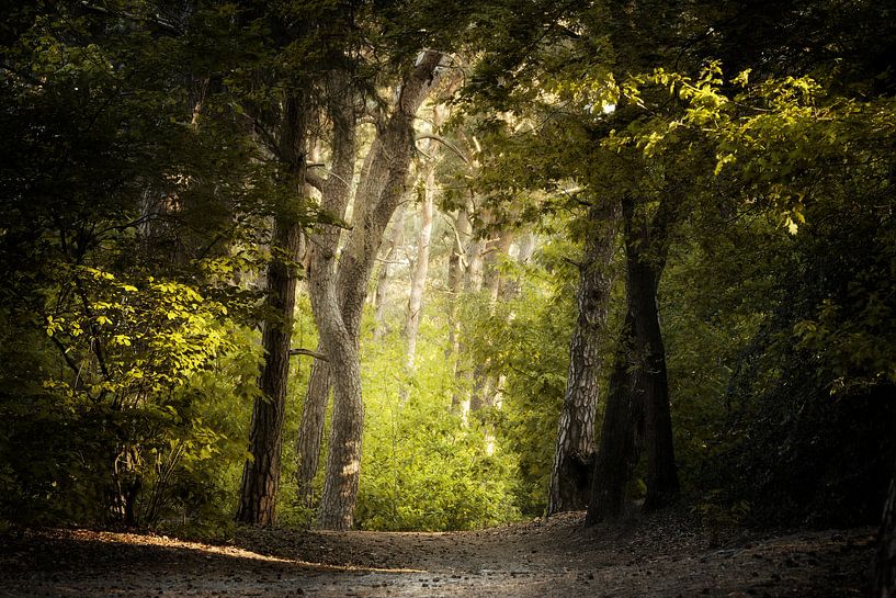 Waiting for the Sun by Kees van Dongen