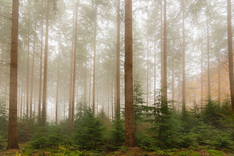 Mistig dennenbomen landschap tijdens een mistige herfstdag van Sjoerd van der Wal Fotografie