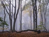 Sorcellerie de la forêt par Tvurk Photography Aperçu