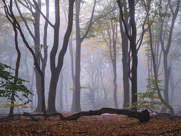Sorcellerie de la forêt sur Tvurk Photography