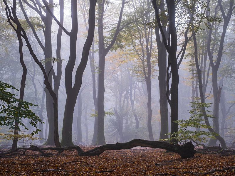 Sorcellerie de la forêt par Tvurk Photography