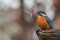 IJsvogel