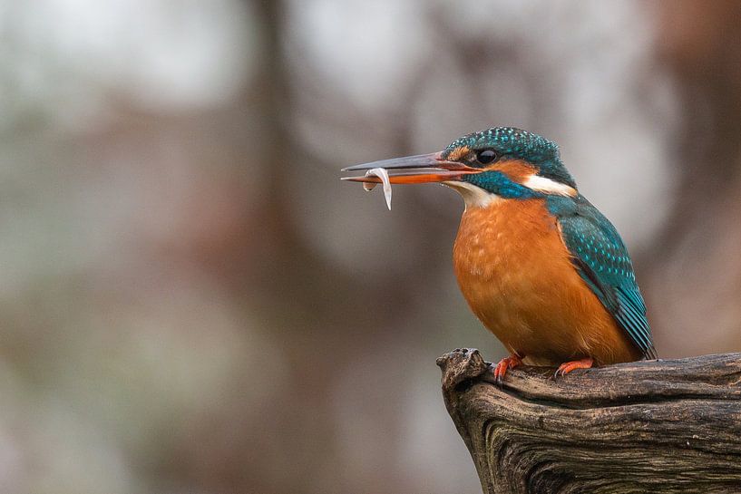 IJsvogel van Joop Lassooij