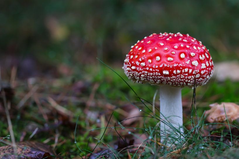 Fly agaric by Linda Schimandl