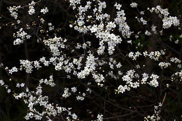 Lente Ontwaken van Thomas Jäger