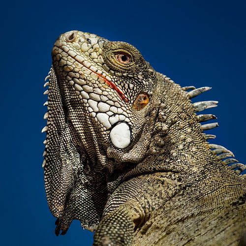 Curaçao, Leguan von Keesnan Dogger Fotografie