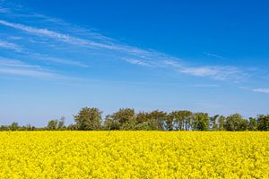 Rapsfeld mit Bäumen und blauen Himmel bei Parkentin