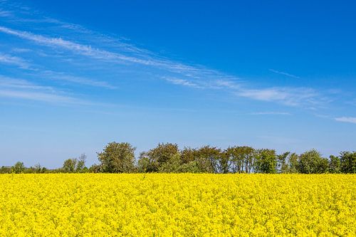 Koolzaadveld met bomen en blauwe lucht bij Parkentin