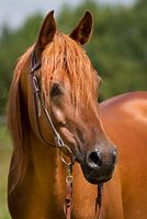 Chestnut purebred arabian stallion with green background