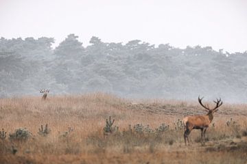 Who is the strongest Red Deer here? by Patrick van Os