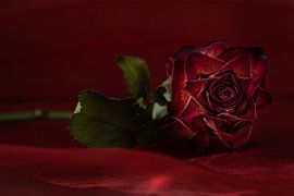 La rose rouge