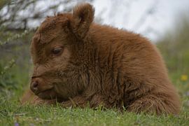 Baby Highlanders by Truckpowerr