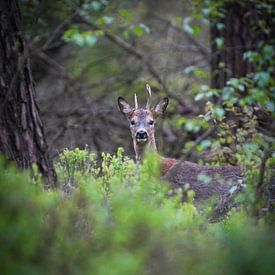 Reebok on the Veluwe by Tom Zwerver