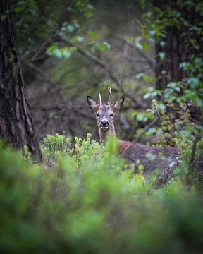 Reebok op de Veluwe van Tom Zwerver