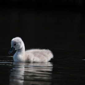 little swan dark background by Robinotof
