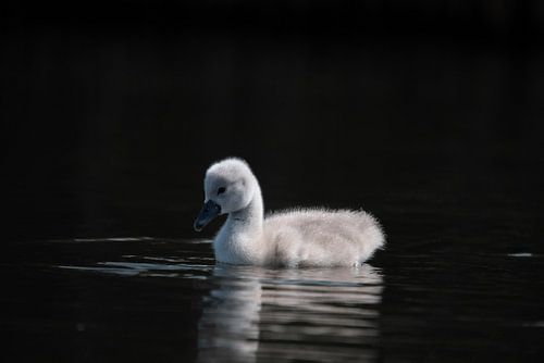 little swan dark background