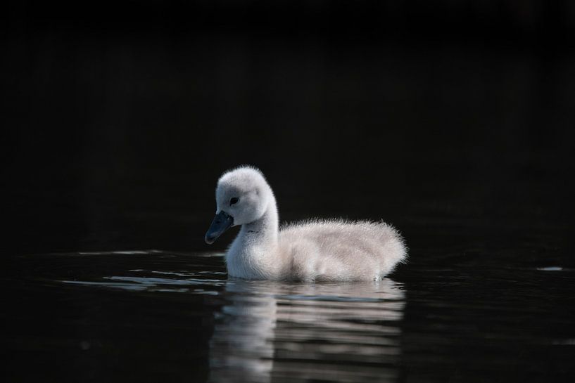 kleiner Schwan dunkler Hintergrund von Robinotof
