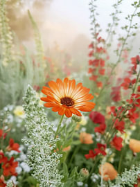 Ipomea fleurie sur Imagine