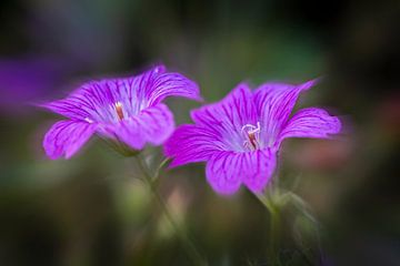 Géranium sur Rob Boon