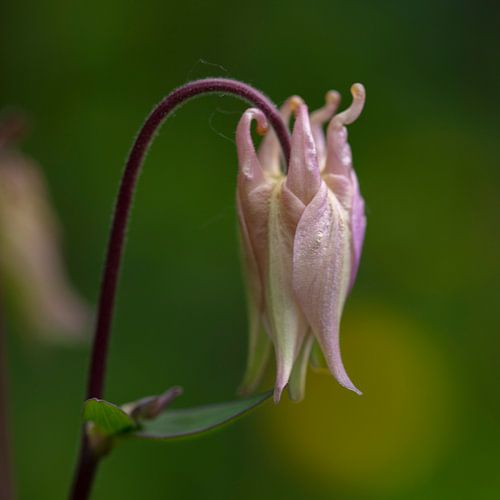 pink aquilegia